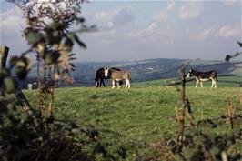 View back to Dittisham church from the Bozomzeal road