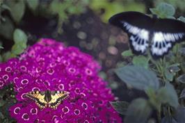 New Forest Butterfly Farm at Ashurst