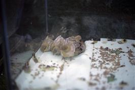 Quail at the Butterfly Farm