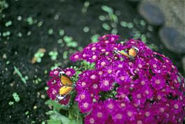 New Forest Butterfly Farm at Ashurst