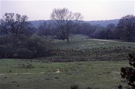 A forest glade near Emery Down