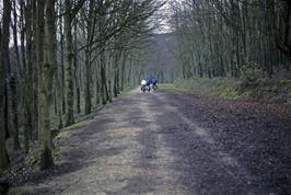 Brightstone Forest track in the middle of the island