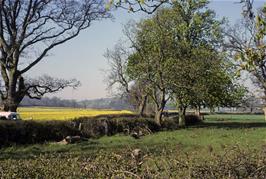 Huge fields of oilseed rape from the lanes towards Ryde