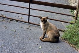 A cheeky Siamese