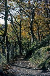 The track between New Bridge and Spitchwick