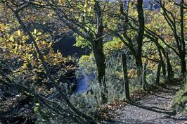 River Dart from the track between New Bridge and Spitchwick