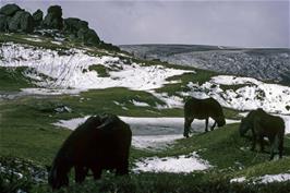 Dartmoor ponies