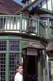 Ian Gibbs admiring the peacock at Hunters Inn