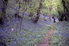 A profusion of bluebells along the woodland track from Steps Bridge