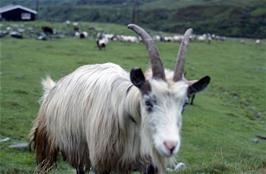 One of the friendly goats from the Hola goat farm [New scan, 26/9/2019]