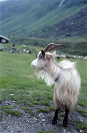 Goats at the Hola goat farm [New scan, 26/9/2019]