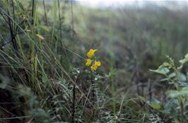 Wild flowers near the roadside in Lustrafjord [New scan, 20/9/2019]