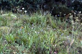 Wild flowers near the roadside in Lustrafjord [New scan, 20/9/2019]