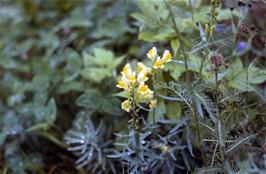 Wild flowers near the roadside at Eidsvatnet, Skjolden [New scan, 20/9/2019]