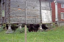 Sheep living under a very old wooden house on the other side of the road at Berge, five miles up from the hostel [Remastered scan, 19/9/2019]