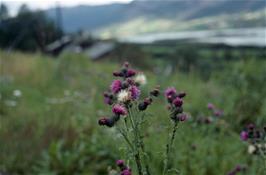 Marsh Thistles by the River Otta, about a mile from Lom [New scan, 16/9/2019]