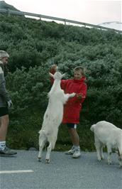 Shane makes another new friend during the descent, watched by Mark Burnard [Remastered scan, 14/9/2019]