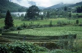 Traditional grass drying techniques somewhere near Viksdalen, probably Fylings lake [Remastered scan, August 2019]