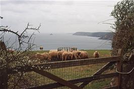 View to Veryan Bay and Gull Rock, from the lane between Caerhays Castle and St Michael Caerhays [New scan, July 2019. Kodachrome 200 film]