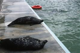 Real seals at the Gweek Seal Sanctuary [New scan, July 2019. Kodachrome 200 film]