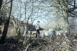 Chris Platt and (behind the tree) Joe Bellows or Alan Dawson, with the three goats on the Leusdon lane [New photo, June 2019]