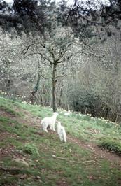 Lambs and ducks in their delightful garden just below Leusdon [Remastered scan, June 2019]