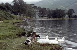 The Buttermere Pines at the south east end of Lake Buttermere [Remastered scan, June 2019]
