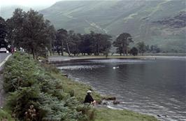 A Duck Break at the south-eastern end of Buttermere, with the famous Buttermere Pines beyond [Remastered scan, June 2019]