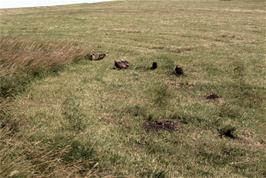 Grouse on the Common near Langdon Beck hostel [Remastered scan, June 2019]