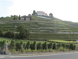 Vineyards at Lutry extending as far as the eye can see, 6.1 miles from the hostel