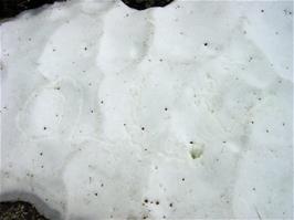 Olly leaves his mark in the snow after our stone skimming just beyond Fagernut