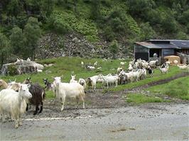 An unexpected Goat Farm, 2.0 miles from the Guest House and 530m above sea level.  The shed has now been removed with no sign it was ever there