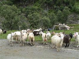 An unexpected Goat Farm, 2.0 miles from the Guest House and 530m above sea level. 