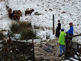 Dartmoor ponies at Water Oak Corner