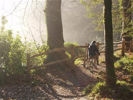 Kane on the riverside path through Hembury Woods
