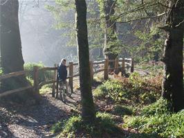 Kane on the riverside path through Hembury Woods