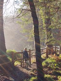 Kane on the riverside path through Hembury Woods