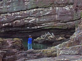 An extreme Kittiwake infestation opposite Kittiwake's Rock, Dunmore East