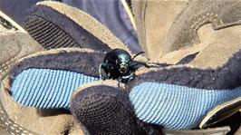 Josh found this Dung beetle that he calls a "Shit beetle" on the lane to Bolventor