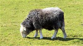 One of the many Herdwick Sheep we found in a field by the lane to Bolventor