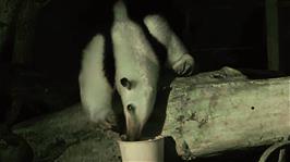 An Anteater, caught with Night Vision, at Newquay Zoo