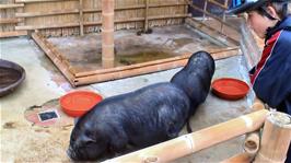 Josh with the Black Pigs at Newquay Zoo