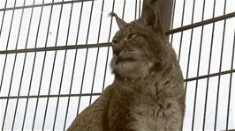 An impressive Carpathian Lynx at Newquay Zoo
