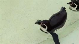 Humboldt Penguins at Newquay Zoo