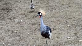 A Grey Crowned Crane at Newquay Zoo