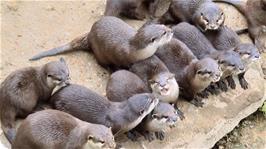 A delightful but noisy bunch of Asian Small Clawed Otters at Newquay Zoo