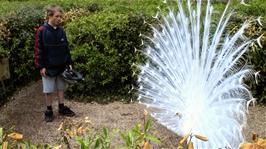 This White Peacock greeted us with a fine display at the centre of the maze at Newquay Zoo