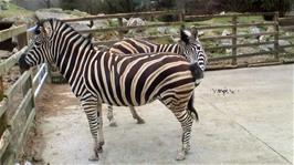 A pair of Chapman's Zebras at Newquay Zoo