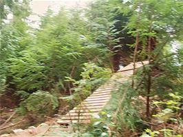 The highly dangerous Black Route ramp at Haldon Forest Park - new photo for 2025