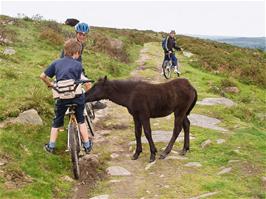 A Dartmoor pony shows unusual interest in Dennis' bike on Dr Blackall's Drive